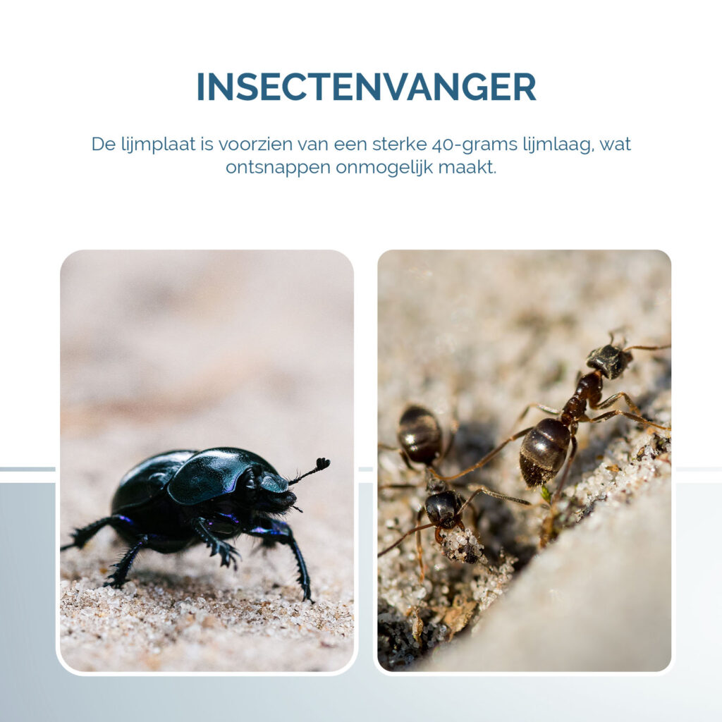 Insecten Lijmplaat Zwart - Hofman Pest Control - afbeelding 5