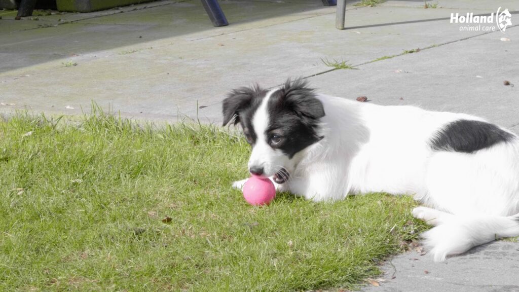 Dog Comets Stardust Bal Roze S - Natuurlijk Rubber Speelgoed voor Honden - afbeelding 4