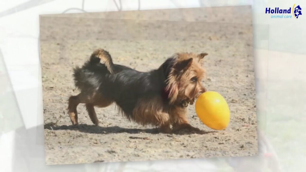 Jolly Egg Geel L (30 cm) - Speelgoed voor Honden - afbeelding 5