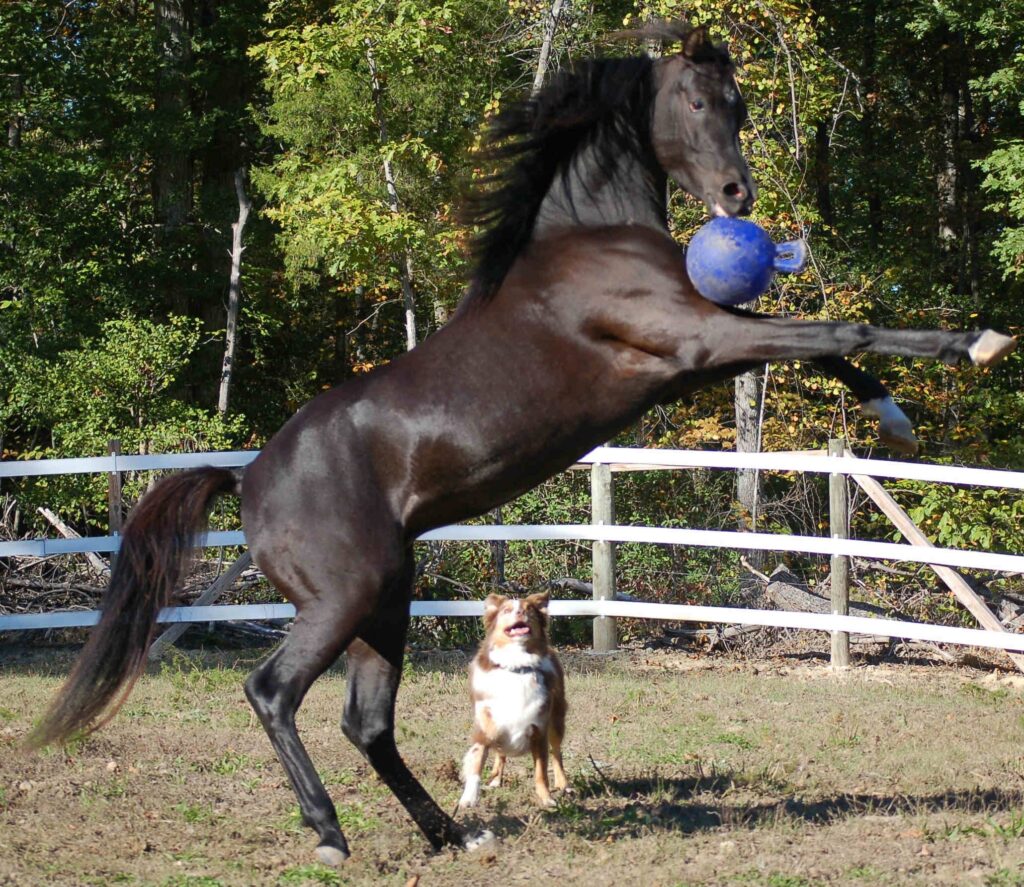 Jolly Ball Blauw (bosbes) 25 cm - Speelbal voor Paarden - afbeelding 3