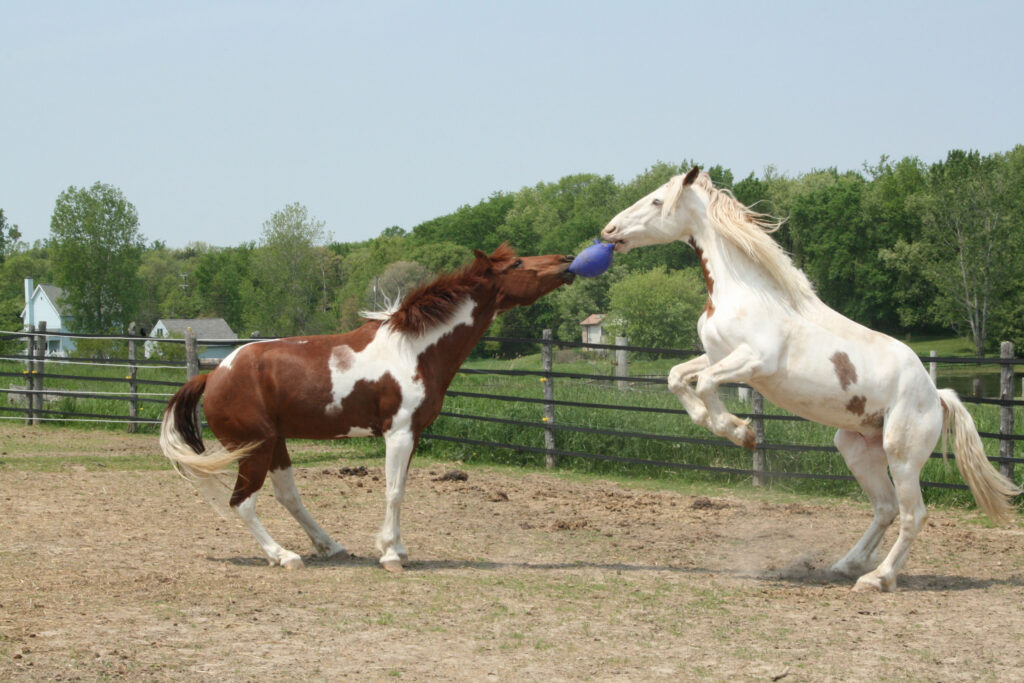 Jolly Ball Roze (bubblegum) 25 cm - Speelbal voor Paarden - afbeelding 2