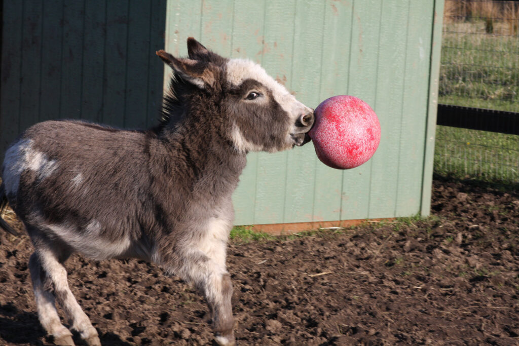 Jolly Ball Rood (geurloos) 25 cm - Speelbal voor Paarden - afbeelding 2