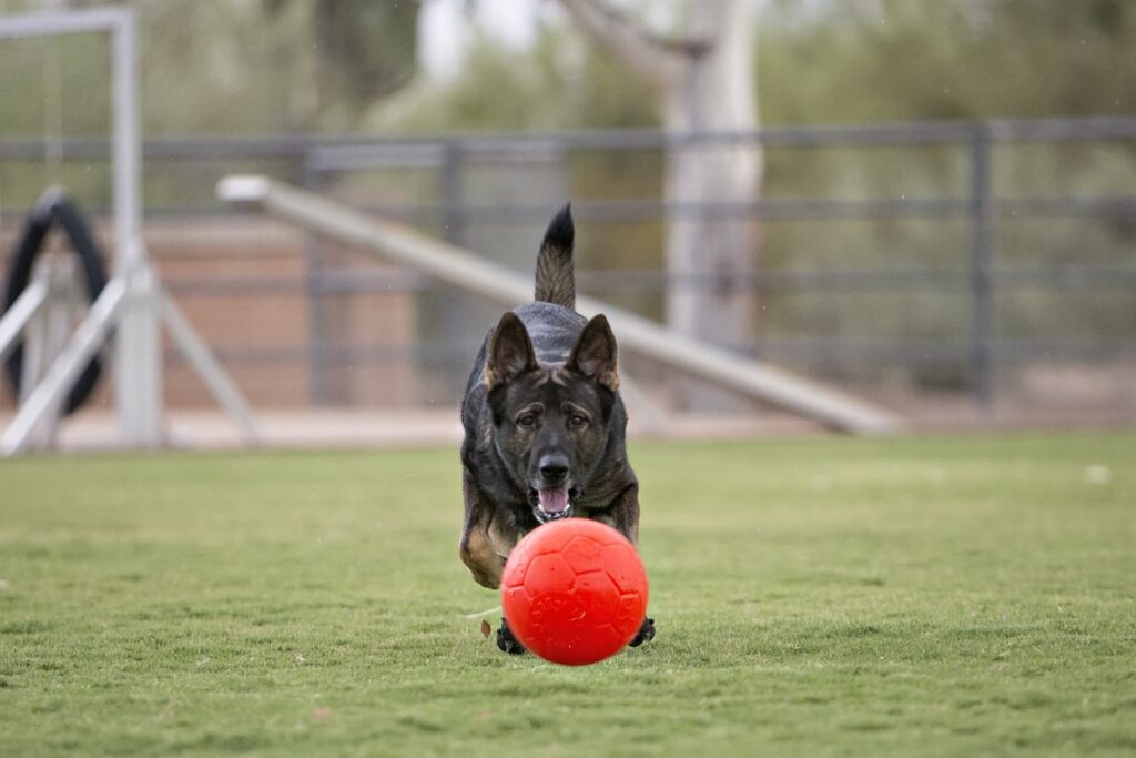 Jolly Soccer Ball Oranje S (15 cm) - Speelbal voor Honden - afbeelding 3