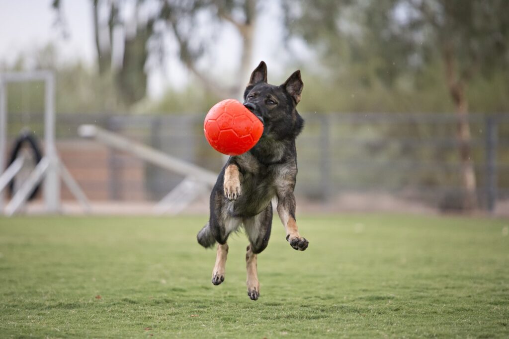 Jolly Soccer Ball Oranje S (15 cm) - Speelbal voor Honden - afbeelding 5