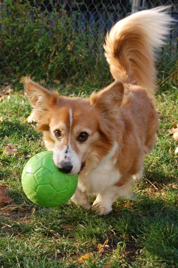 Jolly Soccer Ball Groen S (15 cm) - Speelbal voor Honden - afbeelding 4
