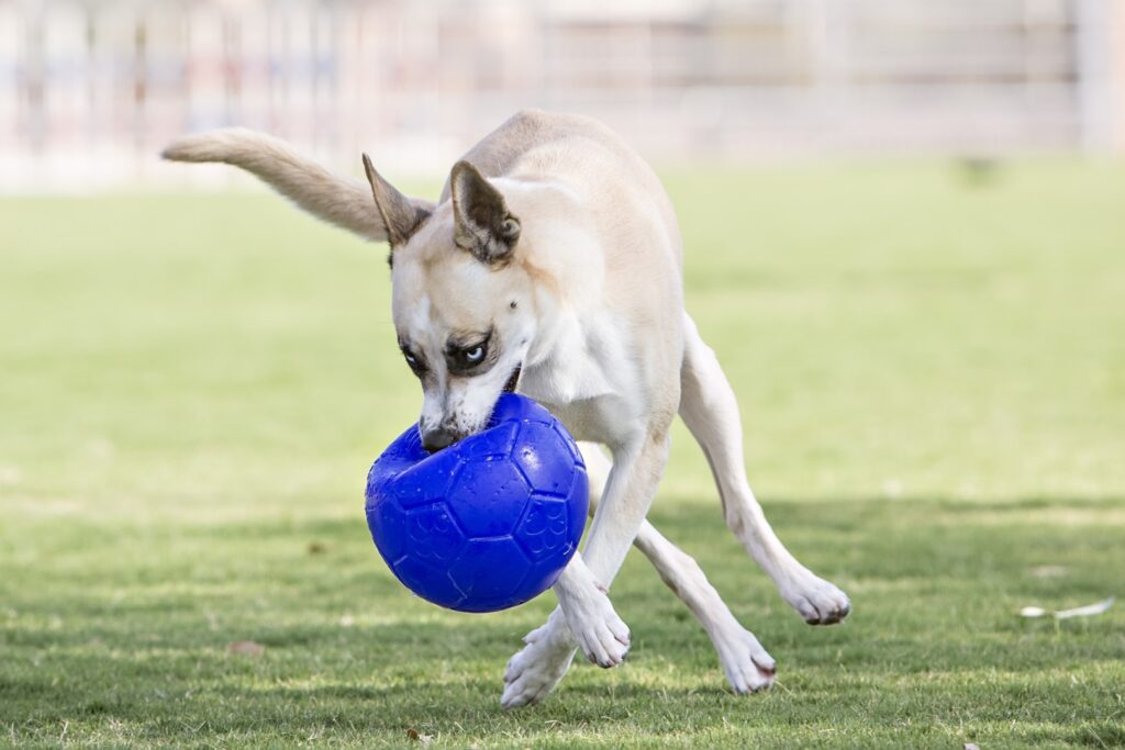 Jolly Soccer Ball Lichtblauw S (15 cm) - Speelbal voor Honden - afbeelding 4