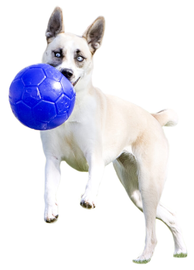 Jolly Soccer Ball Lichtblauw S (15 cm) - Speelbal voor Honden - afbeelding 6