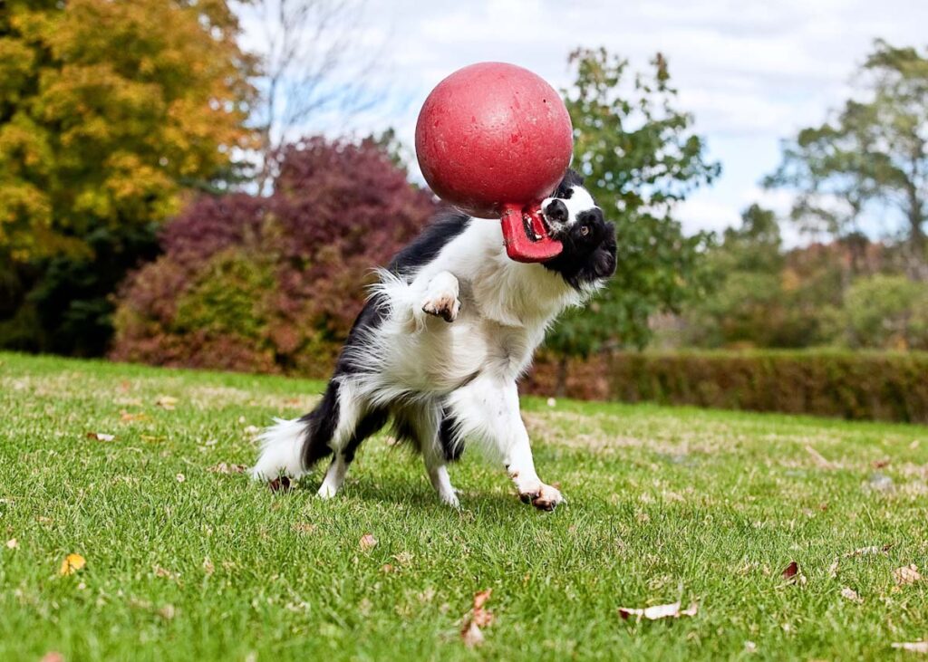 Jolly Tug-n-Toss Lichtpaars XL Speelbal voor Honden - 25 cm - afbeelding 4