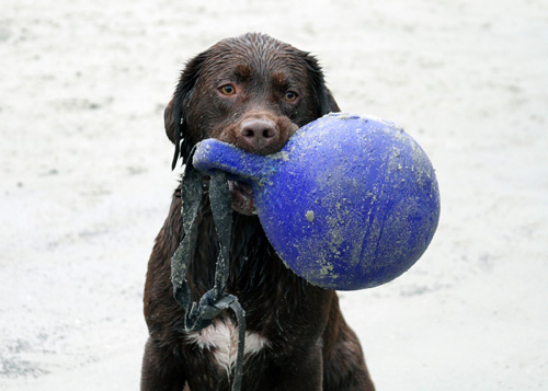 Jolly Tug-n-Toss Lichtpaars XL Speelbal voor Honden - 25 cm - afbeelding 6