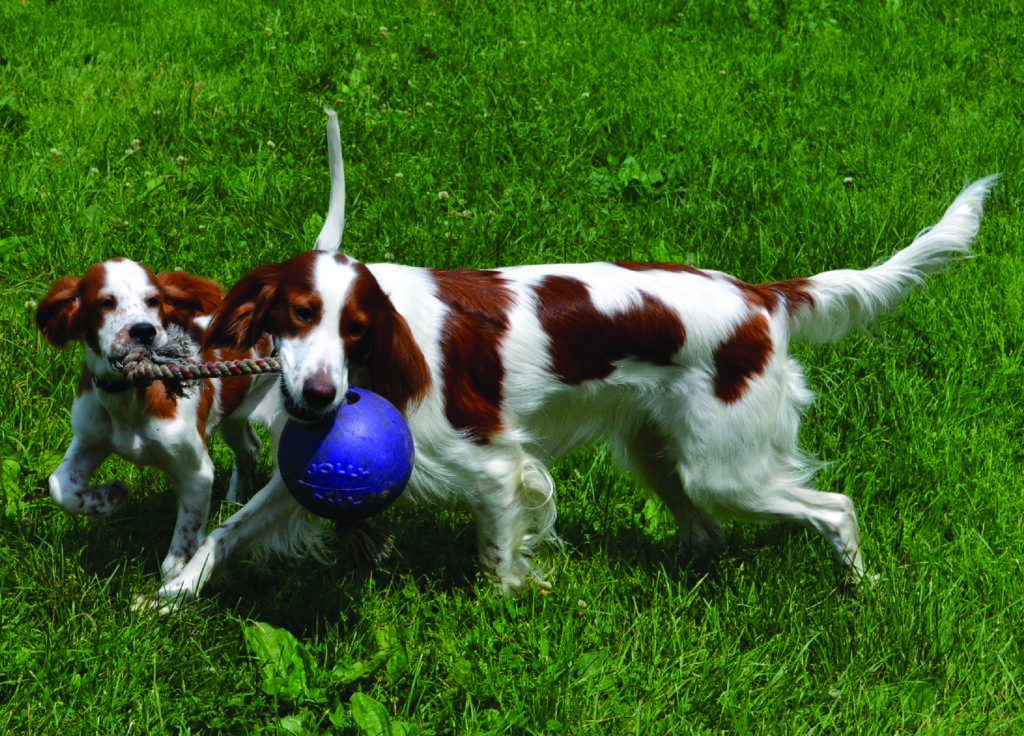 Jolly Romp-n-Roll Blauw S (10 cm) - Duurzaam Hondenspeelgoed - afbeelding 4