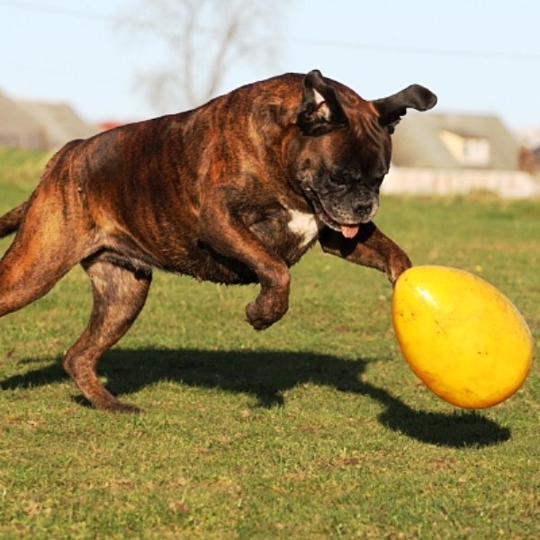Jolly Egg Geel S (20 cm) - Speelgoed voor Honden - afbeelding 2