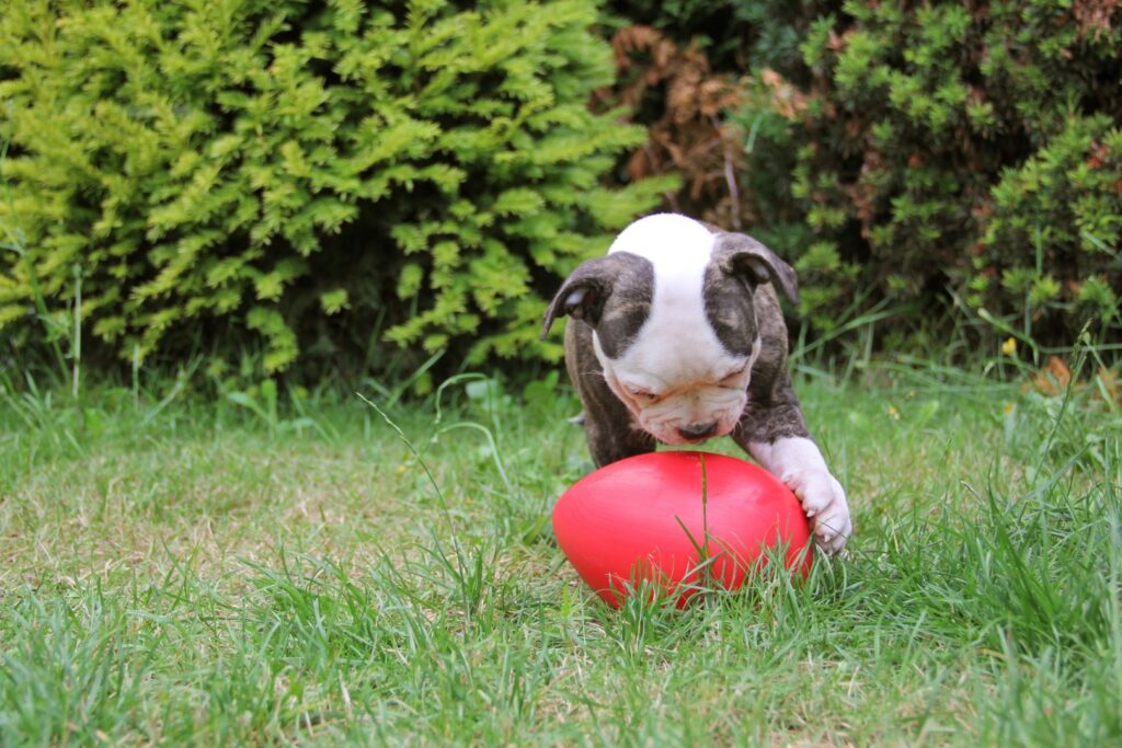 Jolly Egg Rood L (30 cm) - Speelgoed voor Honden - afbeelding 3