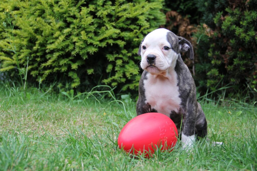 Jolly Egg Rood L (30 cm) - Speelgoed voor Honden - afbeelding 6