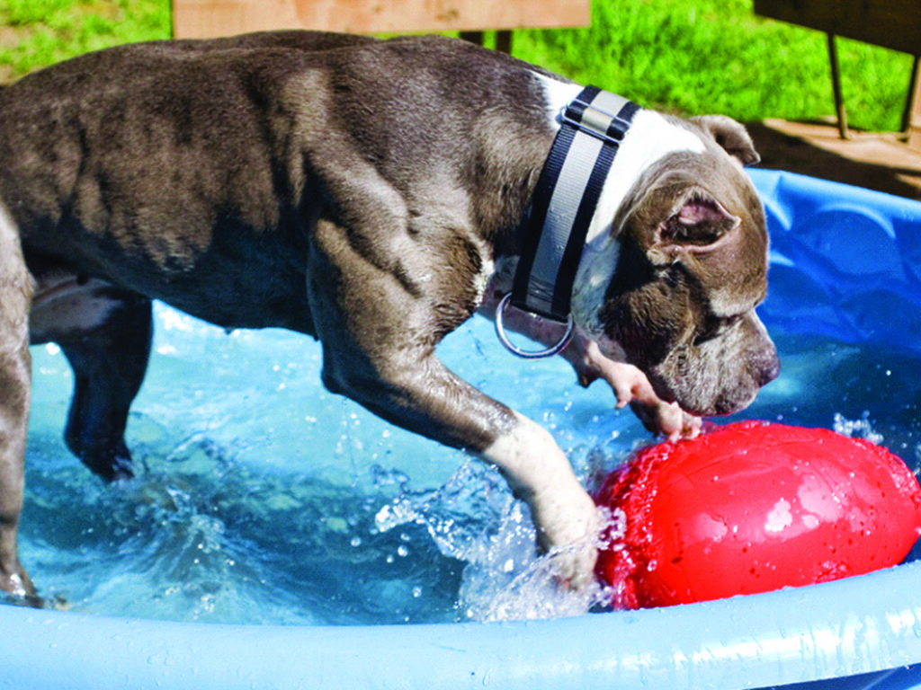 Jolly Egg Rood L (30 cm) - Speelgoed voor Honden - afbeelding 4