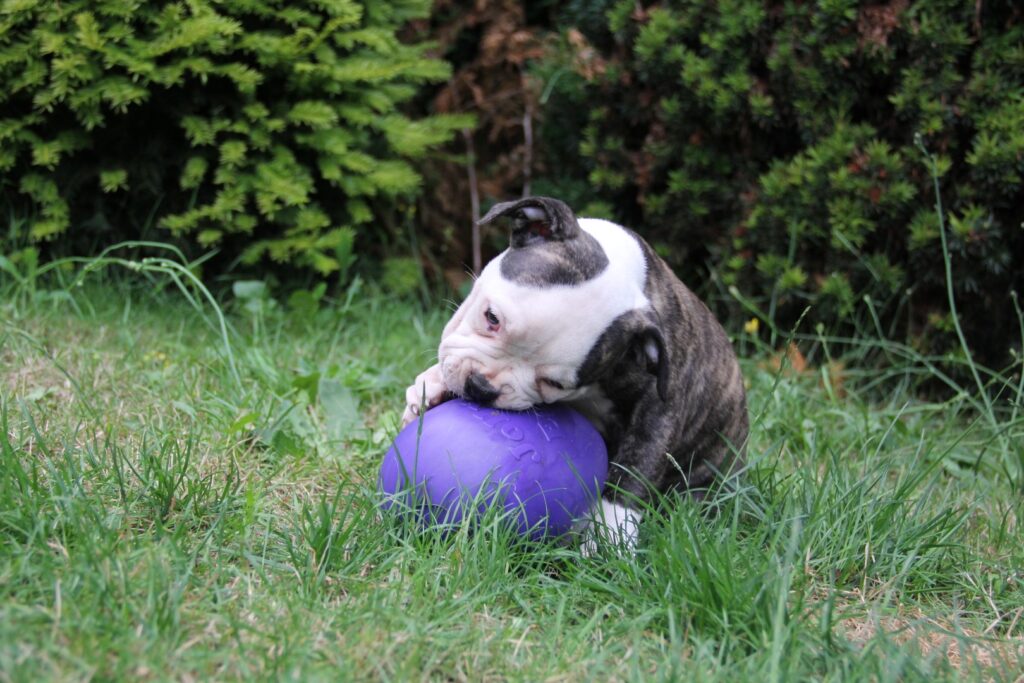 Jolly Egg Paars S (20 cm) - Speelgoed voor Honden - afbeelding 3