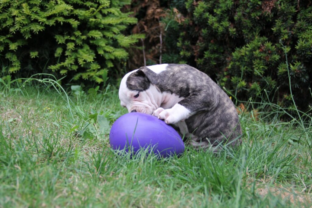 Jolly Egg Paars S (20 cm) - Speelgoed voor Honden - afbeelding 4