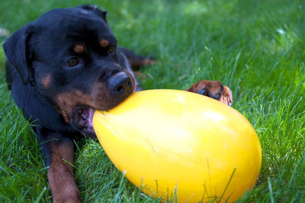 Jolly Egg Paars L (30 cm) - Speelgoed voor Grote Honden - afbeelding 2