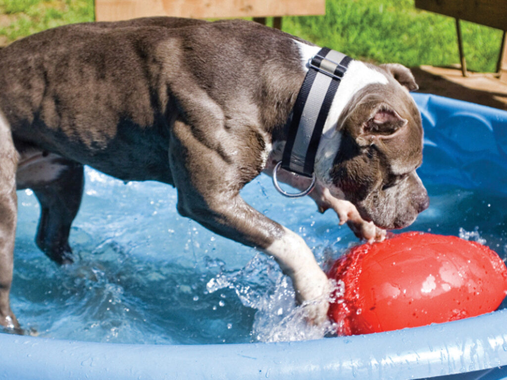 Jolly Egg Paars L (30 cm) - Speelgoed voor Grote Honden - afbeelding 3