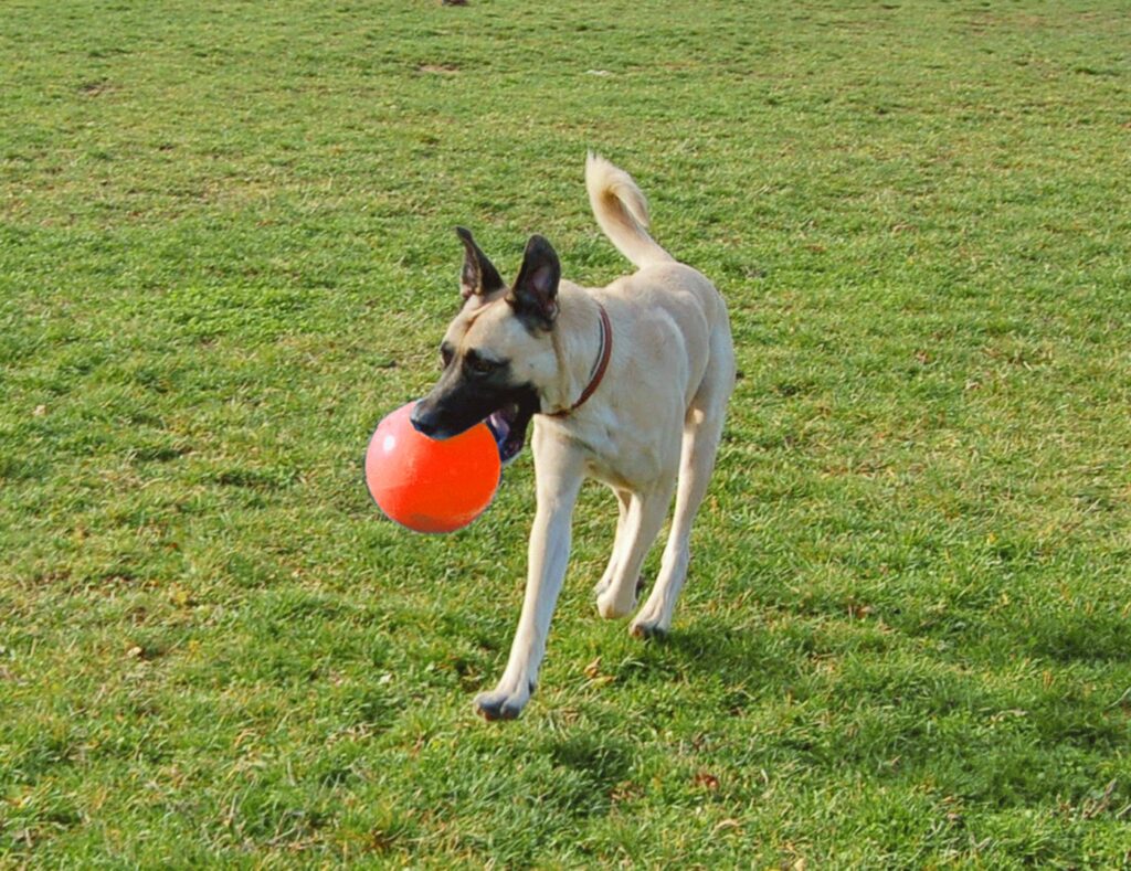 Jolly Bounce-n Play Vanille M (15 cm) - Stuiterbal voor Honden - afbeelding 2