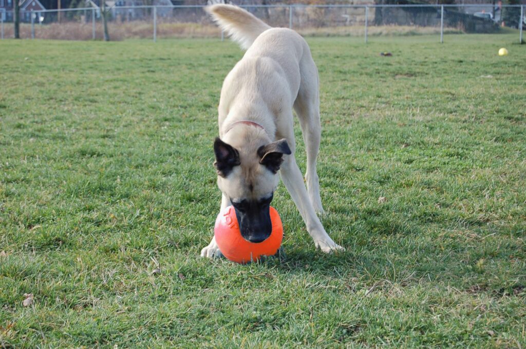 Jolly Bounce-n Play Vanille M (15 cm) - Stuiterbal voor Honden - afbeelding 3