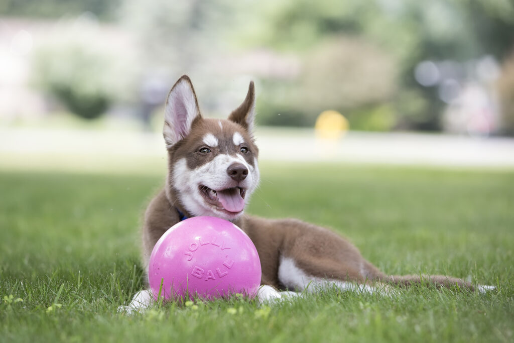 Jolly Bounce-n Play Kauwgum M (15 cm) - Stuiterbal voor Honden - afbeelding 2