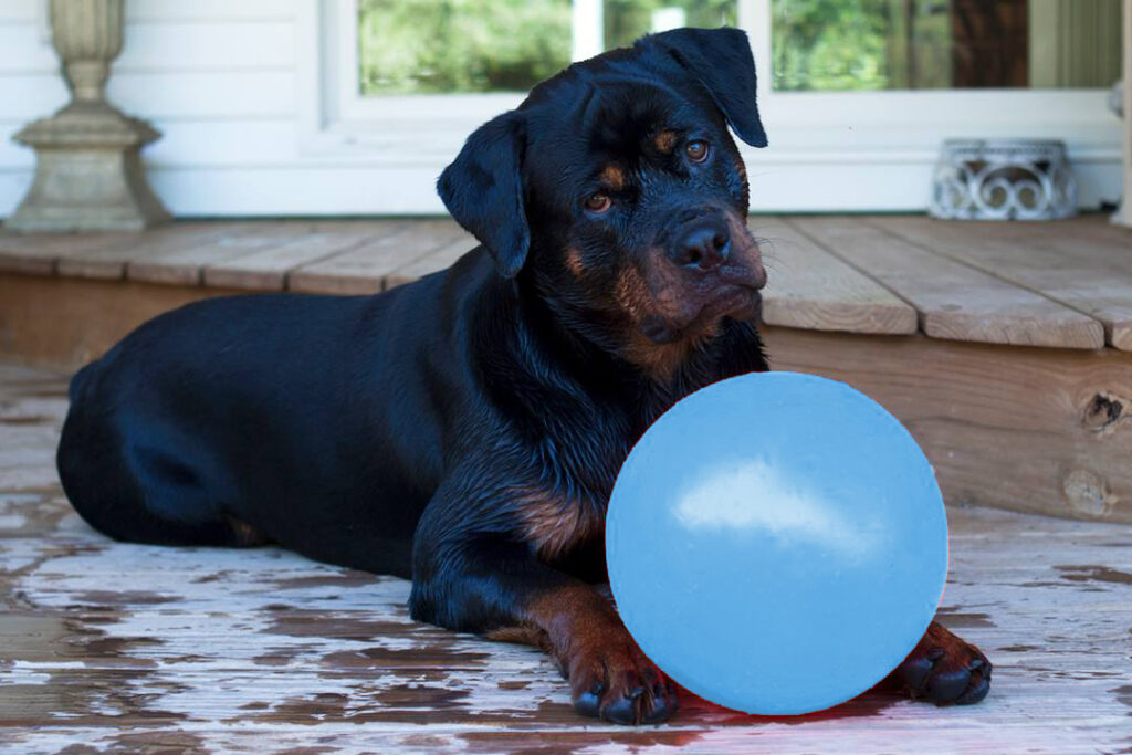 Jolly Bounce-n Play Bosbessen L - Stuiterbal voor Honden (20 cm) - afbeelding 2