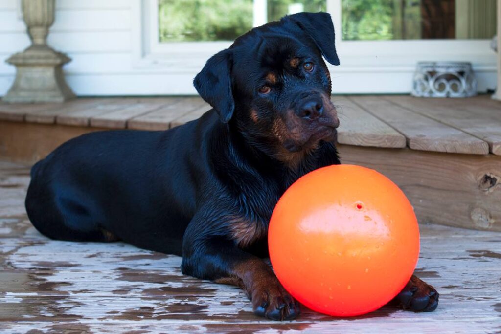 Jolly Bounce-n Play Vanille L (20 cm) - Stuiterbal voor Honden - afbeelding 3
