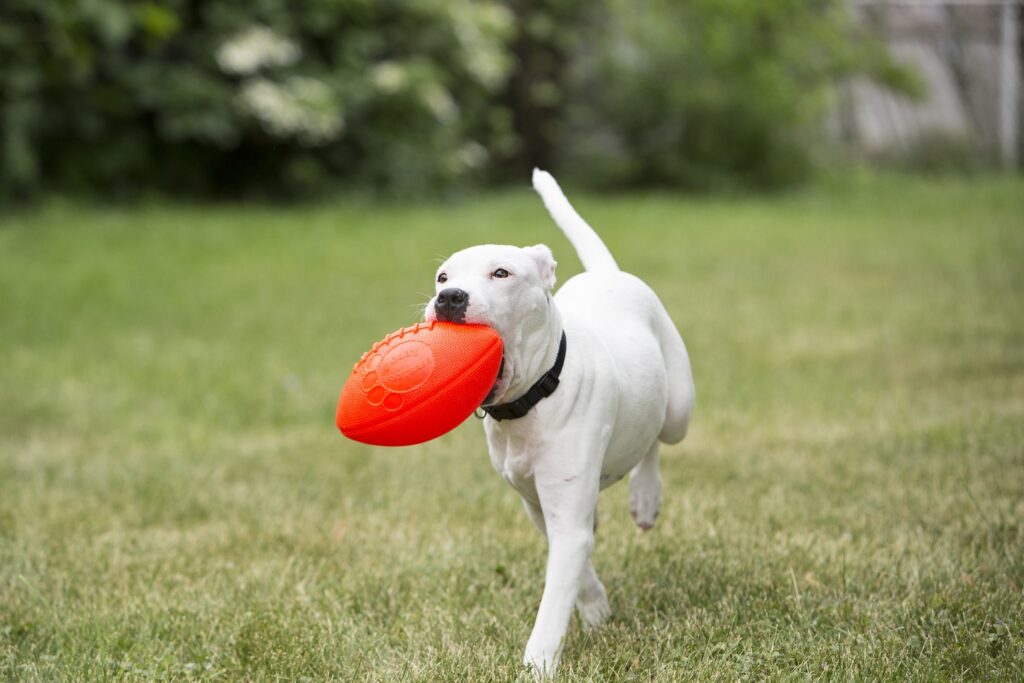 Jolly Pets Jolly Football Vanille 22 x 12 cm - Duurzaam Speelgoed voor Honden - afbeelding 3