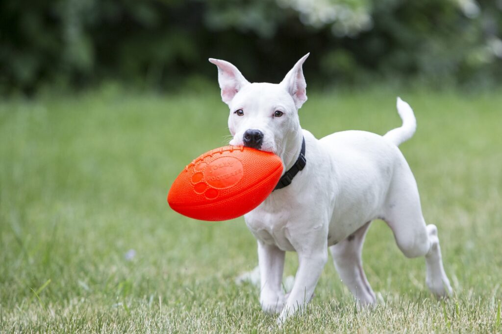 Jolly Pets Jolly Football Vanille 22 x 12 cm - Duurzaam Speelgoed voor Honden - afbeelding 2