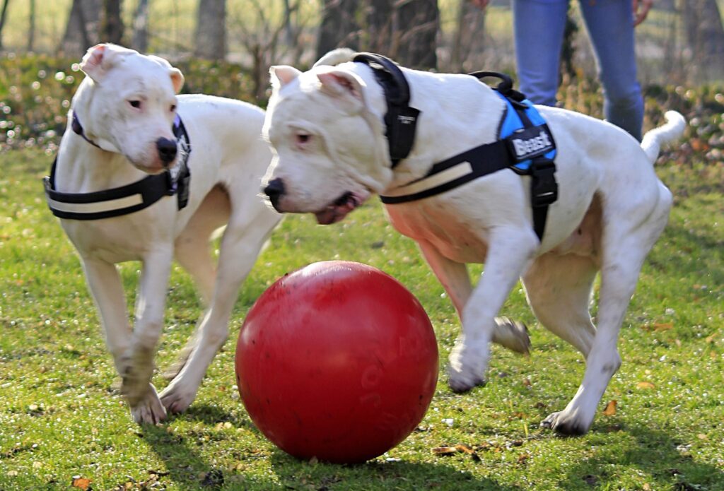 Jolly Push-n-Play Rood XL 35 cm - Onverwoestbaar Speelgoed voor Honden - afbeelding 4