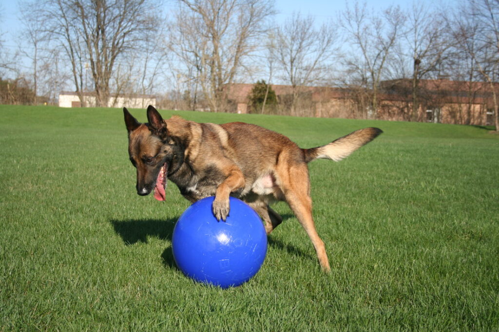 Jolly Push-n-Play Rood XL 35 cm - Onverwoestbaar Speelgoed voor Honden - afbeelding 2