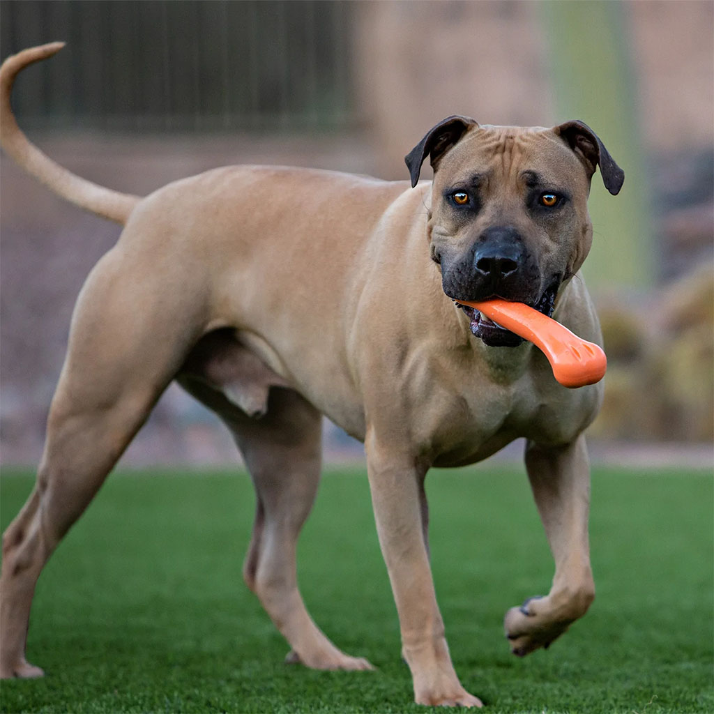 Jolly Bone M - Kauwspeelgoed voor honden - 20 cm - afbeelding 2