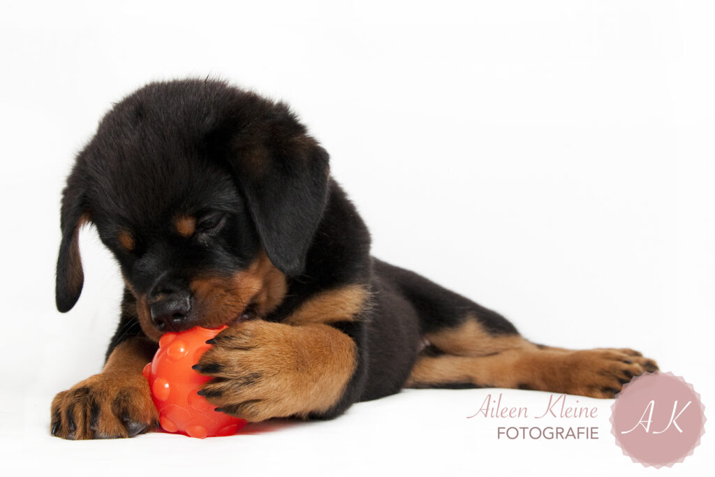 Jolly Jumper Oranje S (7,6 cm) - TPR rubberen stuiterbal - afbeelding 2