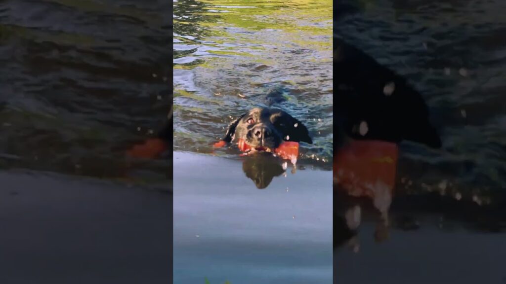 Dog Comets Bobber Oranje - Apporteerspeeltje voor Water en Land - afbeelding 2