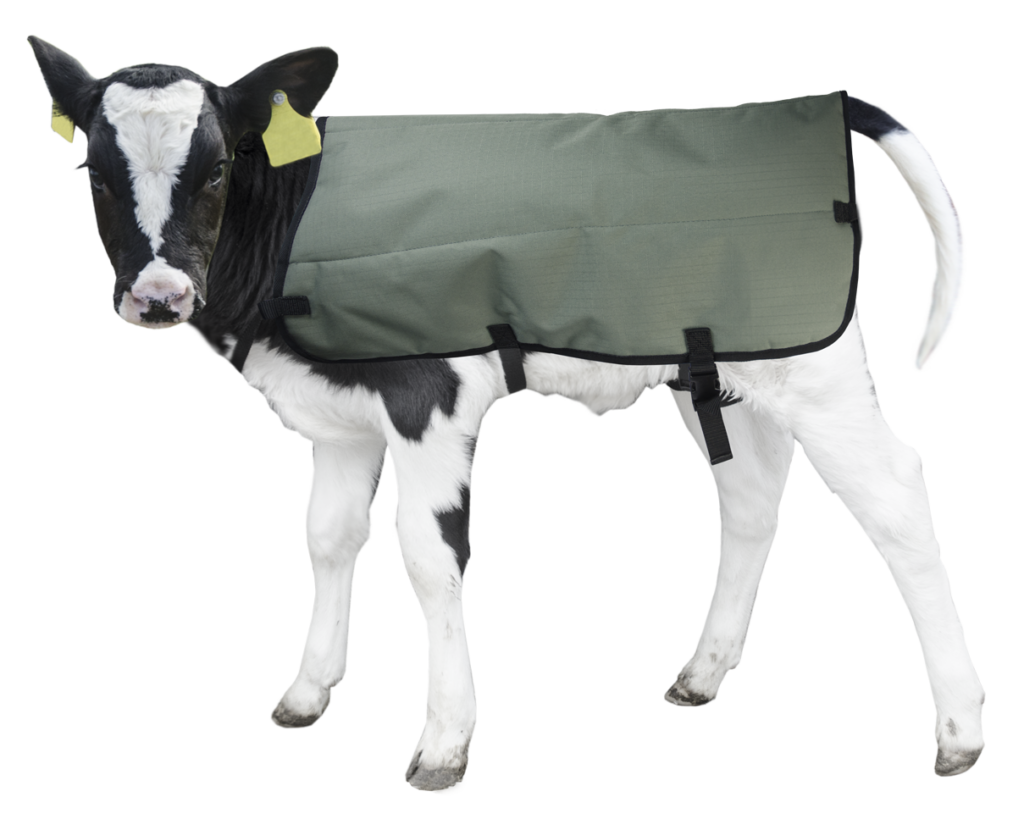 Calf Coat Kalverdek 70 cm - Hofman Animal Care - afbeelding 2