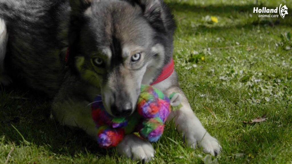 FantaZoo Bunny - M - Vrolijk gekleurde knuffel voor honden - afbeelding 2