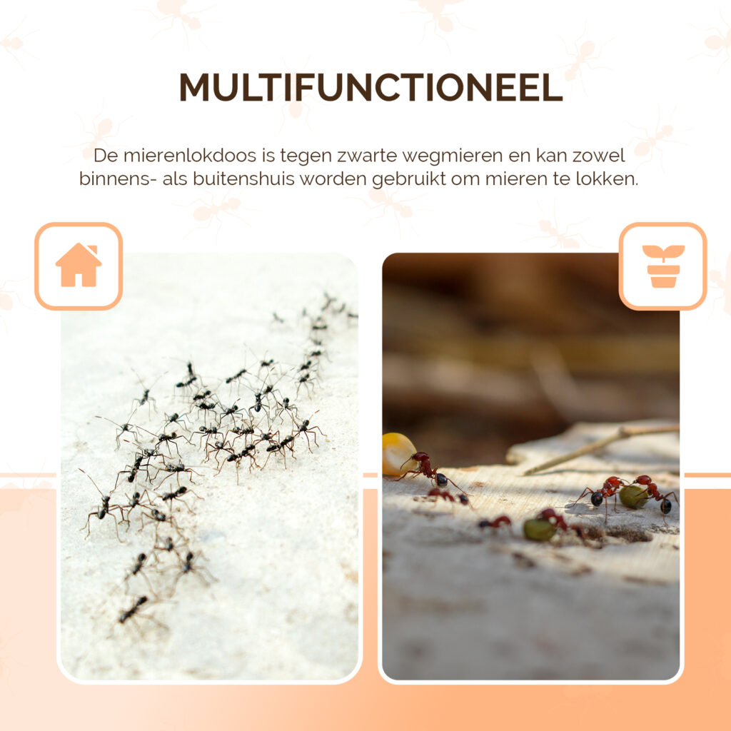 Knock Pest Mierenlokdoos - 2 stuks voor effectieve mierenbestrijding - afbeelding 4