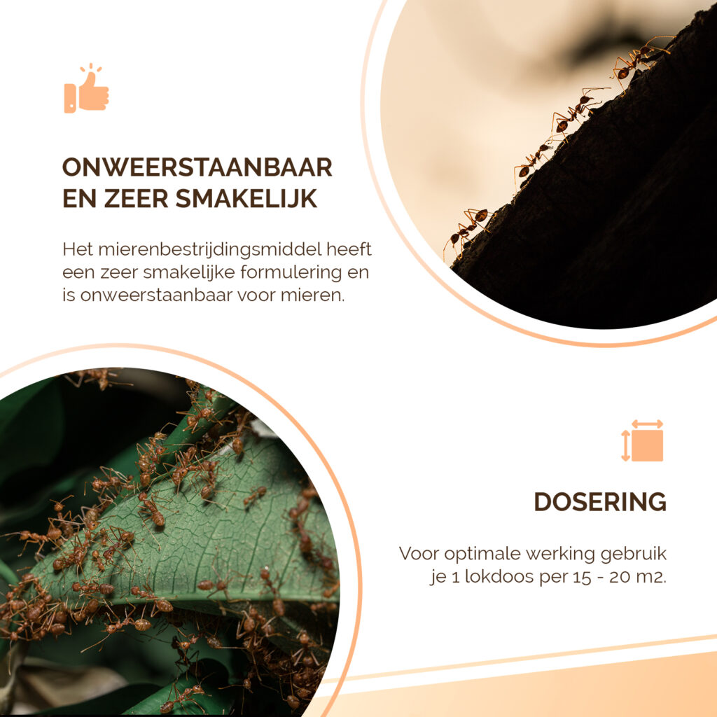 Knock Pest Mierenlokdoos - 2 stuks voor effectieve mierenbestrijding - afbeelding 6