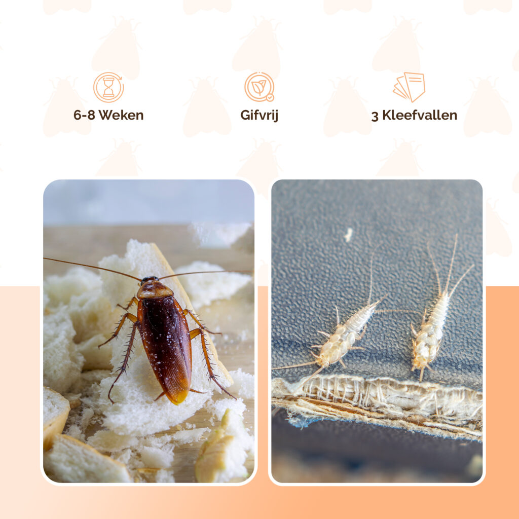 Knock Pest Insectenval Klein - Voor het Vangen van Insecten - afbeelding 5