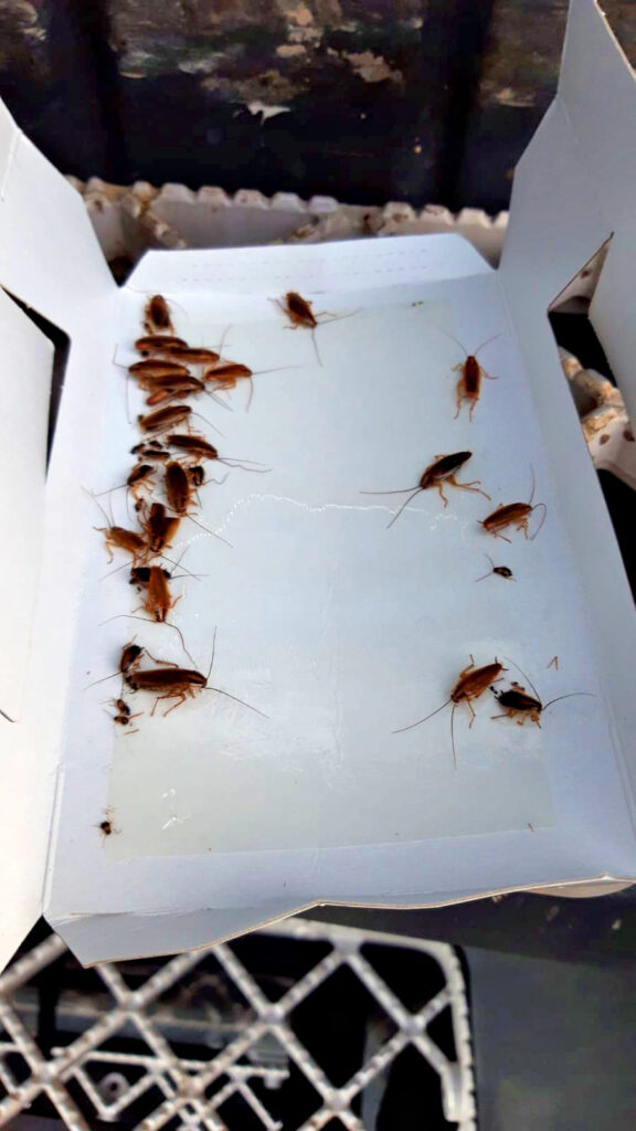 Knock Pest Insectenval Groot - Vang Kakkerlakken en Andere Insecten - afbeelding 5