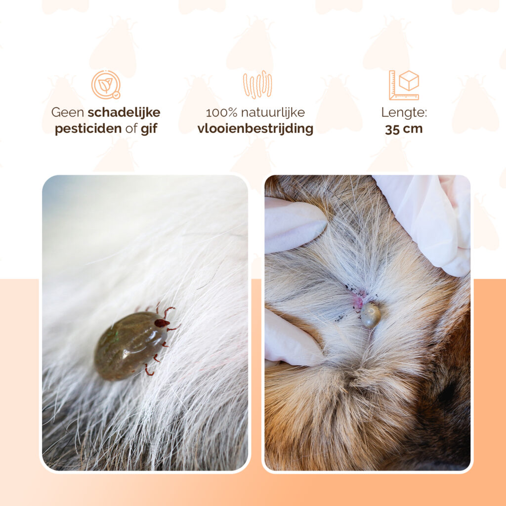 Knock Pest Vlooien/Tekenband Kat 33 cm NL/FR - Gifvrij en Regenbestendig - afbeelding 3