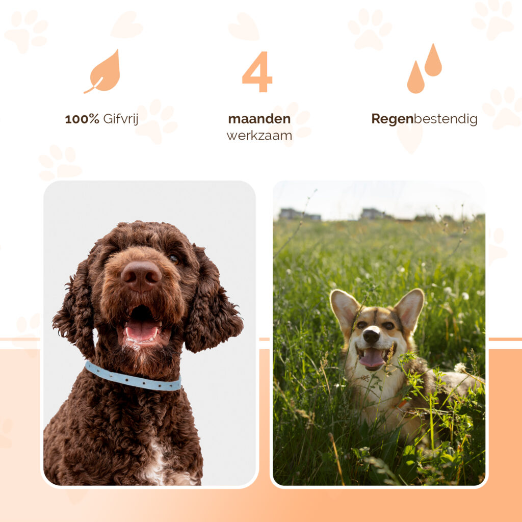 Knock Pest Vlooien/Tekenband Hond 59 cm - 100% gifvrij en regenbestendig - afbeelding 3