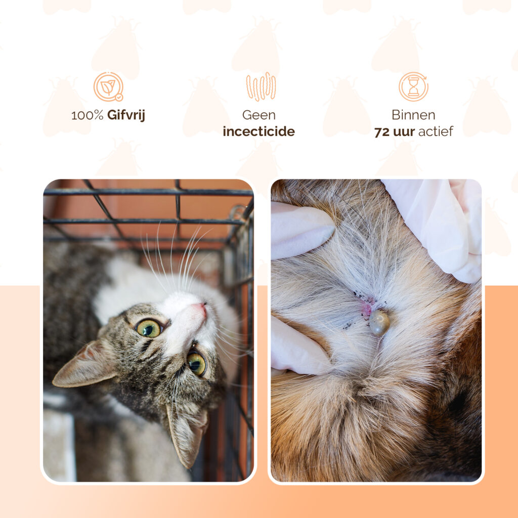 Knock Pest Vlooien- en Tekenpipet voor Katten, 2 x 2 ml - afbeelding 3