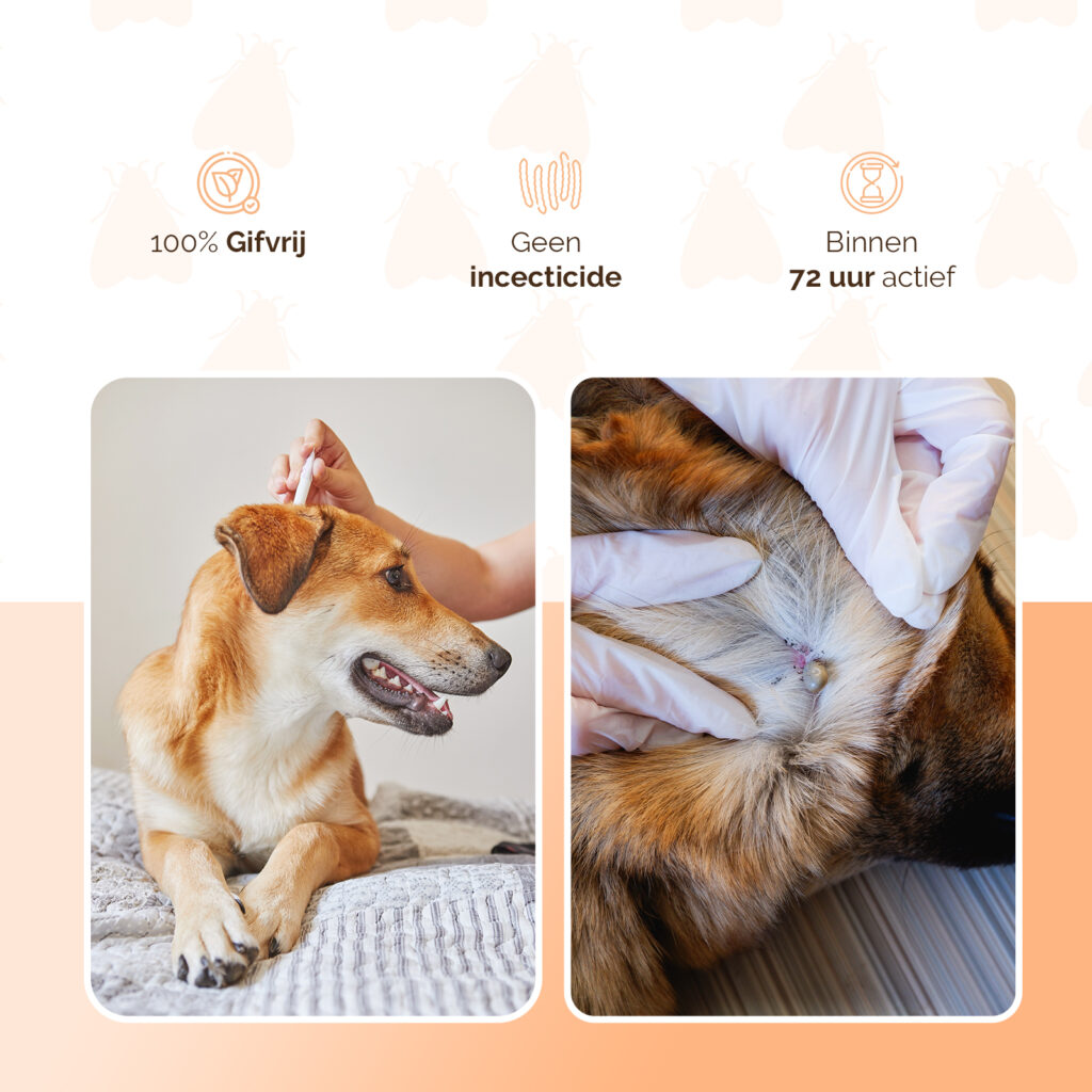 Knock Pest vlooien-tekenpipet Hond <5 kg - 2 x 2 ml - afbeelding 3