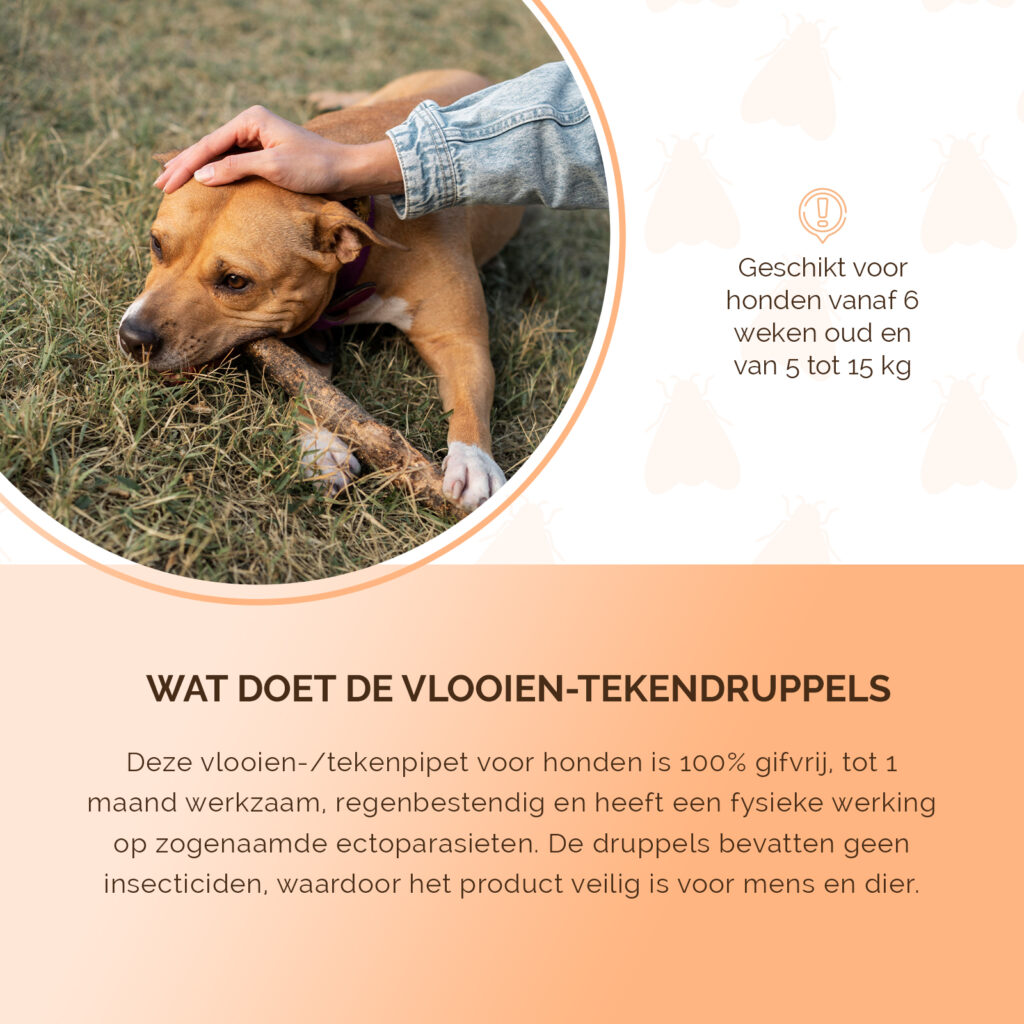 Knock Pest vlooien-tekenpipet Hond ≥ 5 kg - 4 x 2 ml - afbeelding 5