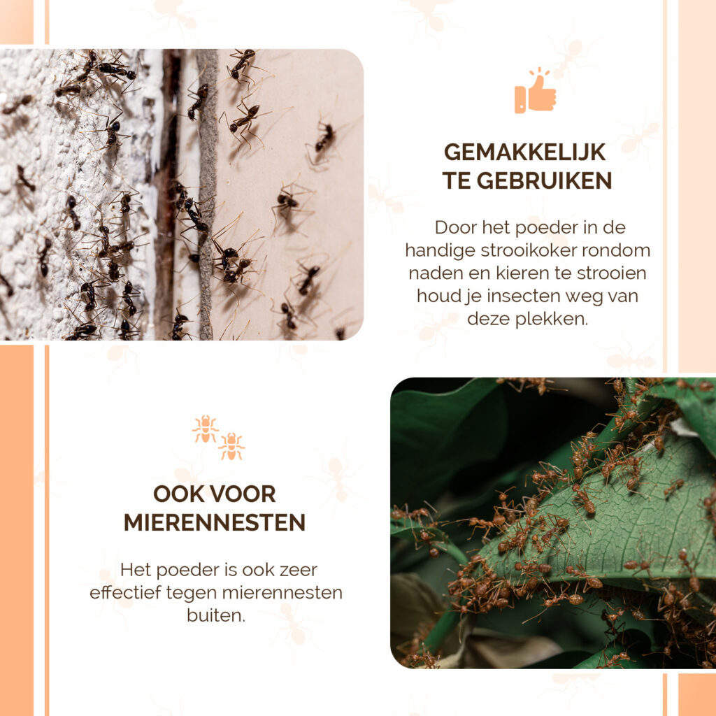 Knock Pest Insectenpoeder 250 g - Tegen kruipende insecten en spinnen - afbeelding 6