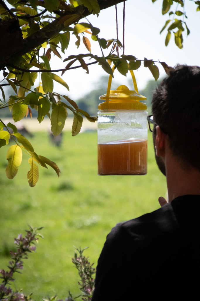 Knock Pest FlyNip VliegenVal - Vliegenbestrijding voor Buiten - afbeelding 3