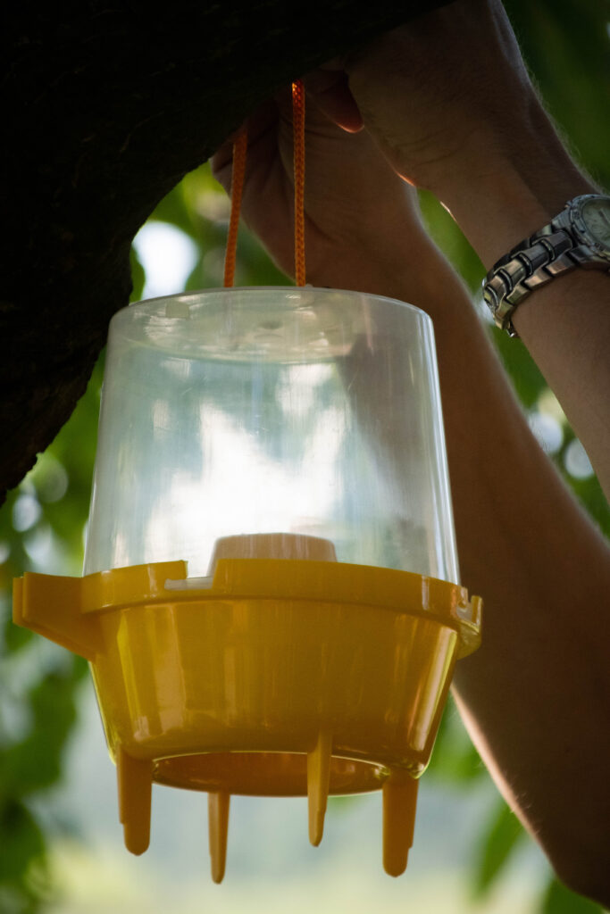 Knock Pest Wespenval met 250 ml Lokstof - Effectieve Vangst van Wespen - afbeelding 3
