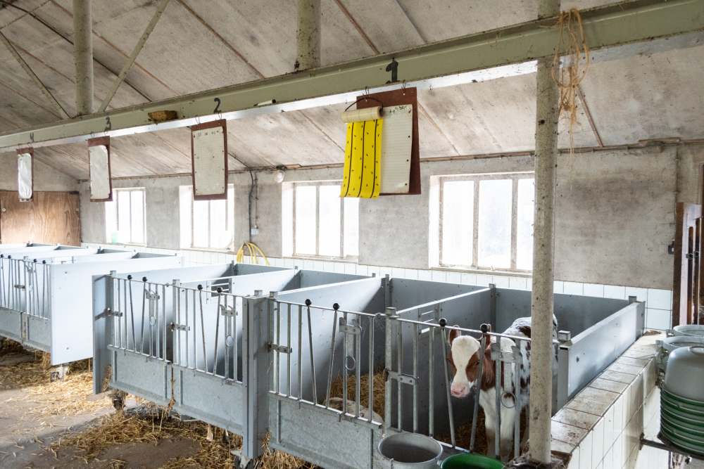 Knock Pest Vliegenkleefrol Geel 5 m - Vliegenbestrijding - afbeelding 6