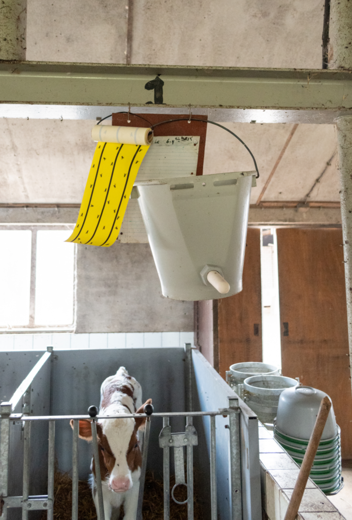 Knock Pest Vliegenkleefrol Geel 5 m - Vliegenbestrijding - afbeelding 2